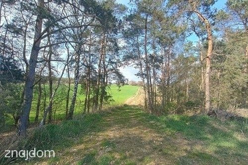 Teren inwestycyjny 9538 m2 z WZ - Borki | Jędrzejów - zdjęcie 10