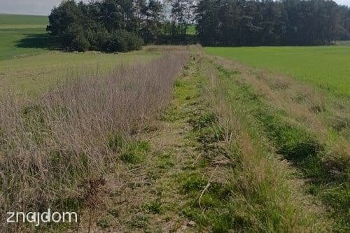 Teren inwestycyjny 9538 m2 z WZ - Borki | Jędrzejów - zdjęcie 11