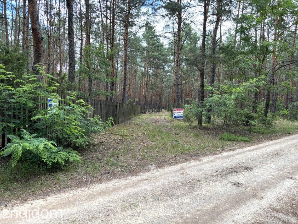 Działka leśna w Ryni, gmina Dobre – 6 379 m²