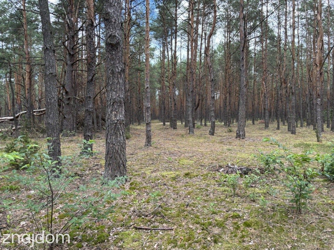 Działka leśna w Ryni, gmina Dobre – 6 379 m² - zdjęcie 2