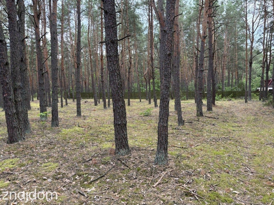 Działka leśna w Ryni, gmina Dobre – 6 379 m² - zdjęcie 3