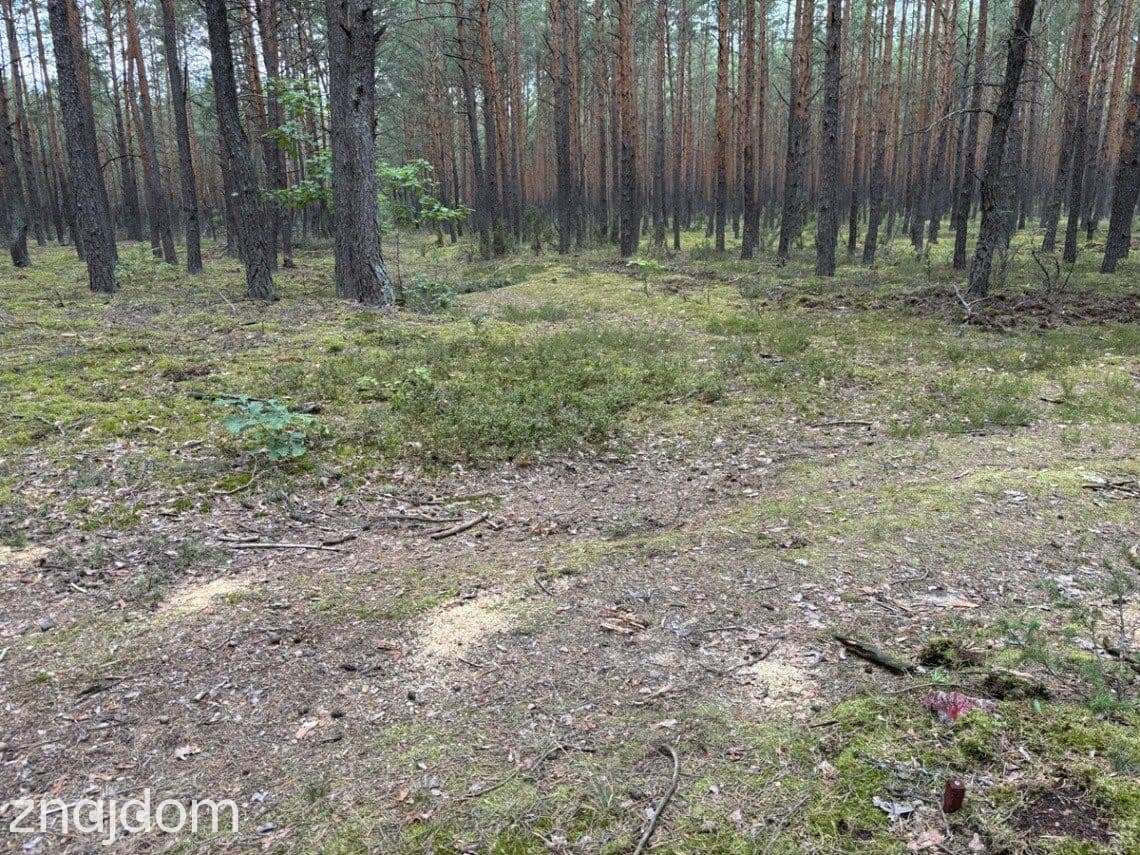 Działka leśna w Ryni, gmina Dobre – 6 379 m² - zdjęcie 4