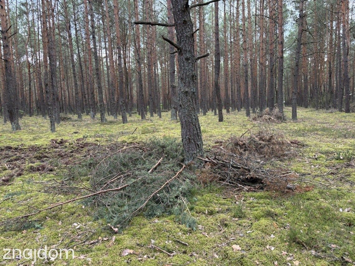 Działka leśna w Ryni, gmina Dobre – 6 379 m² - zdjęcie 5