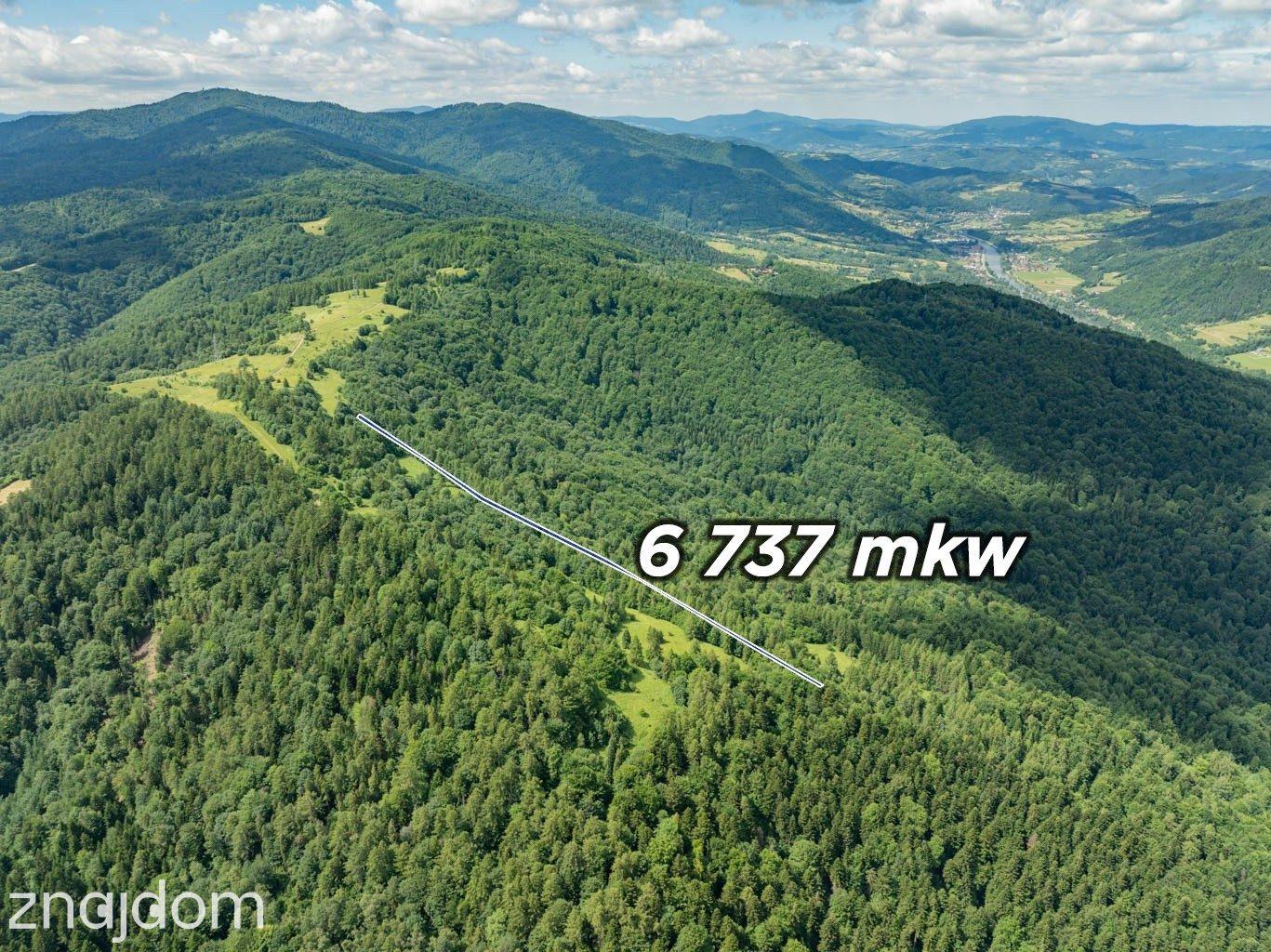 Las w Krościenku nad Dunajcem