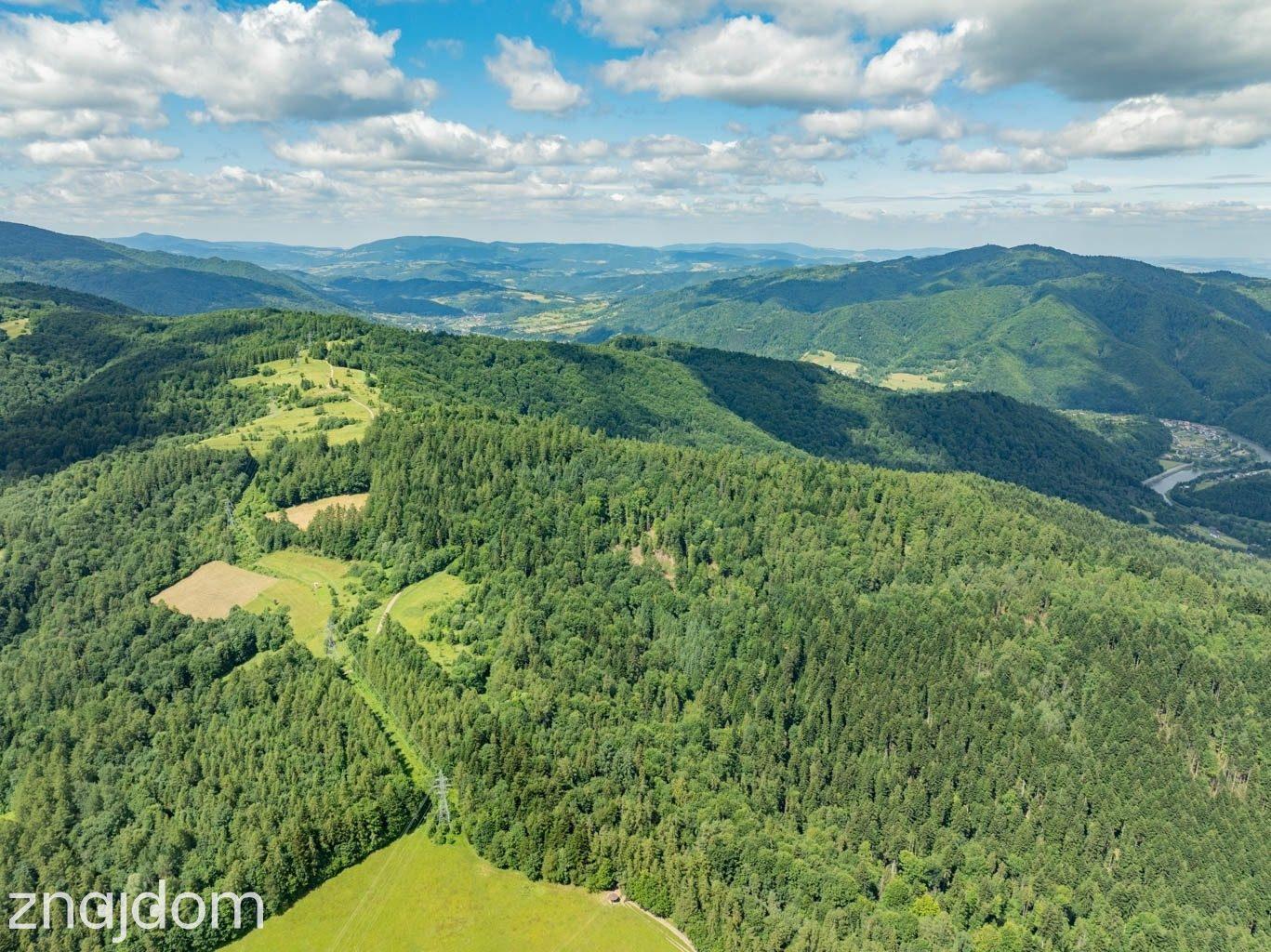 Las w Krościenku nad Dunajcem - zdjęcie 8