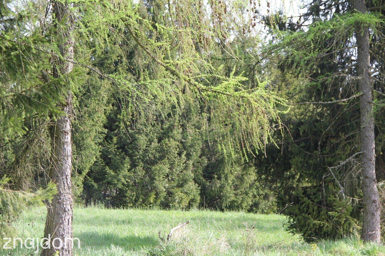Kompleks działek w miejscowości Skomielna Biała - zdjęcie 14