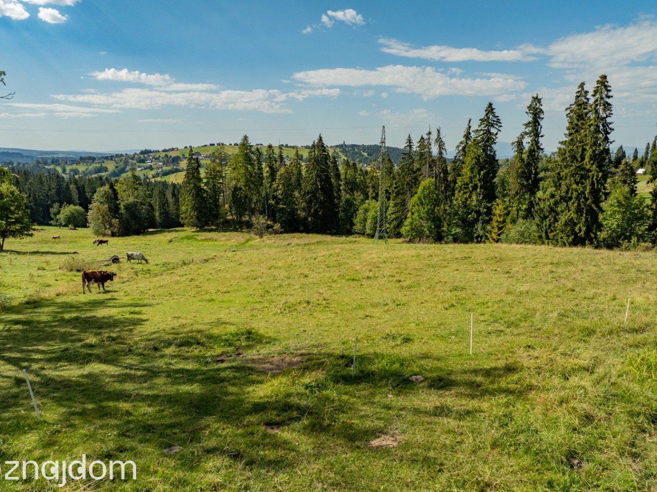 Sierockie - działka 5901m2 - WZtka 4 domy - zdjęcie 11