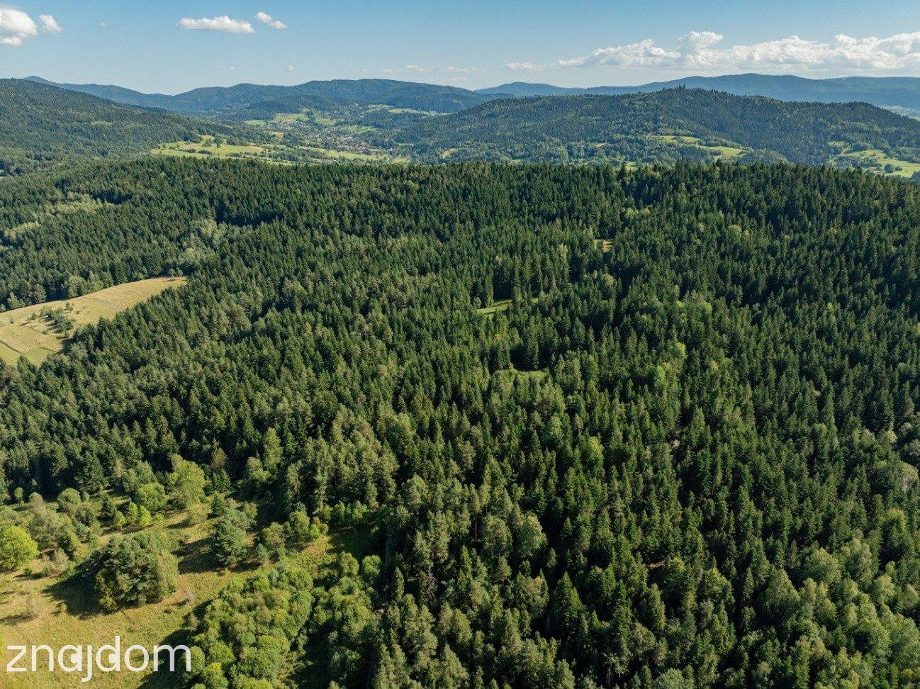DZIAŁKI LEŚNE 20 700 m² – Kasina Wielka | Beskid Wyspowy - zdjęcie 7