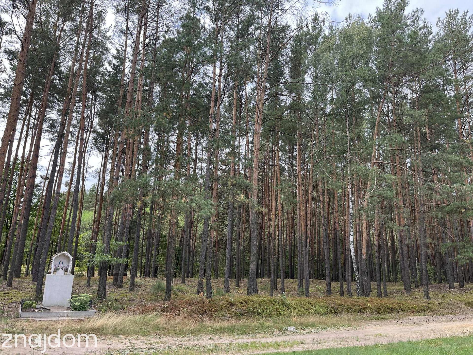 Działka rolna z samosiejkami - zdjęcie 13