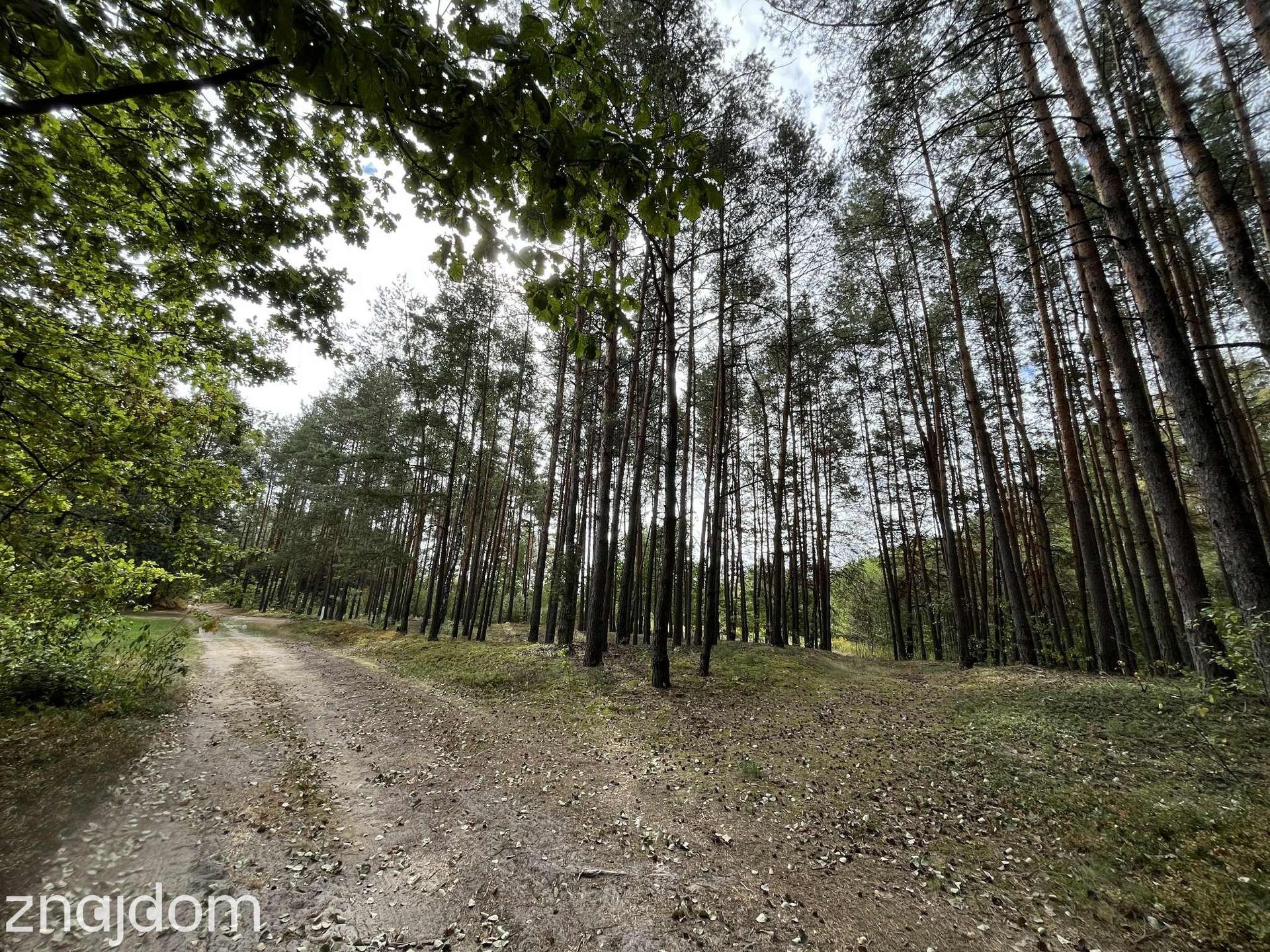Działka rolna z samosiejkami - zdjęcie 14