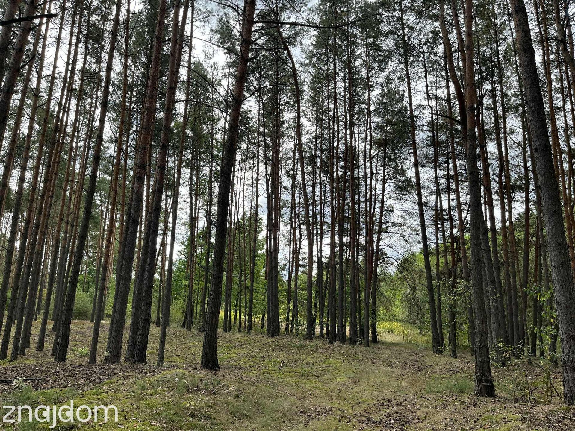 Działka rolna z samosiejkami - zdjęcie 3