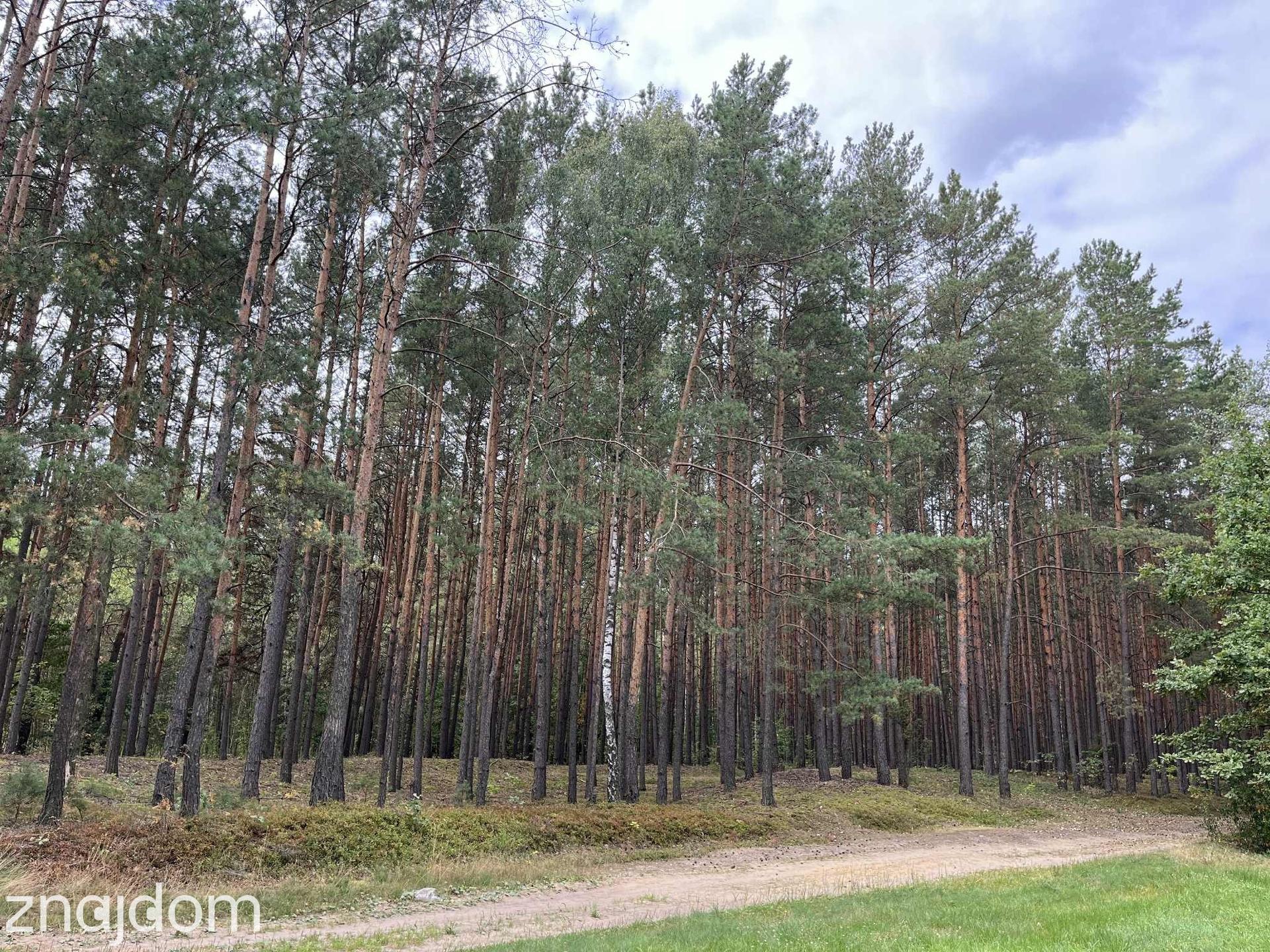 Działka rolna z samosiejkami - zdjęcie 8