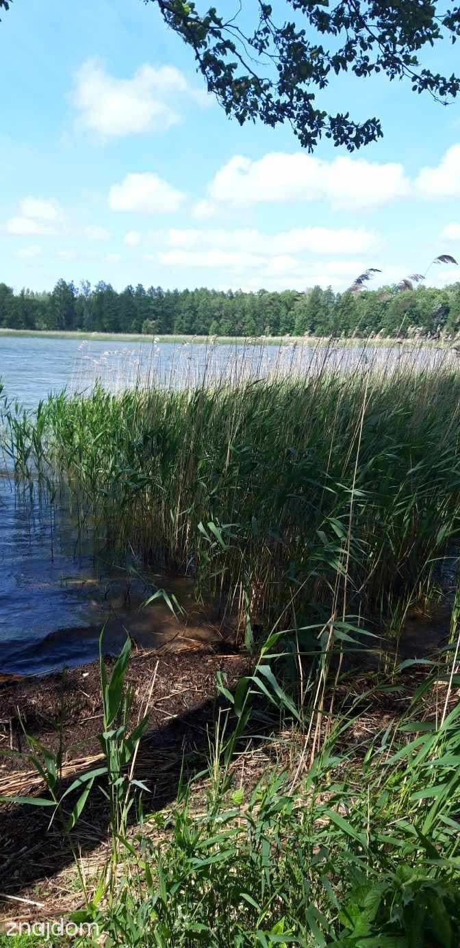 Działka z linią brzegową, siedlisko z sadem i las