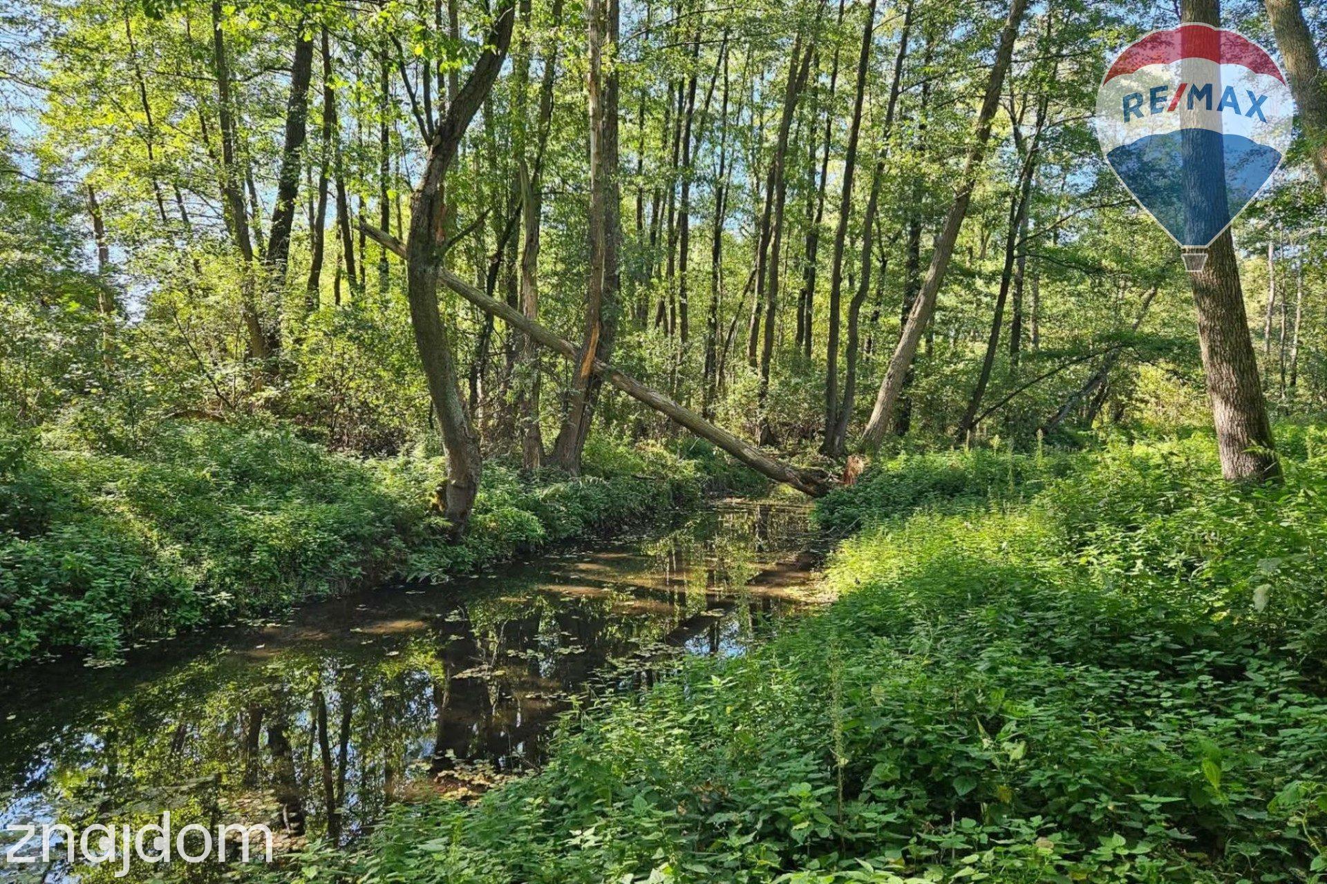 Działka budowlana 2494m2 z lasem nad rzeczką - zdjęcie 7