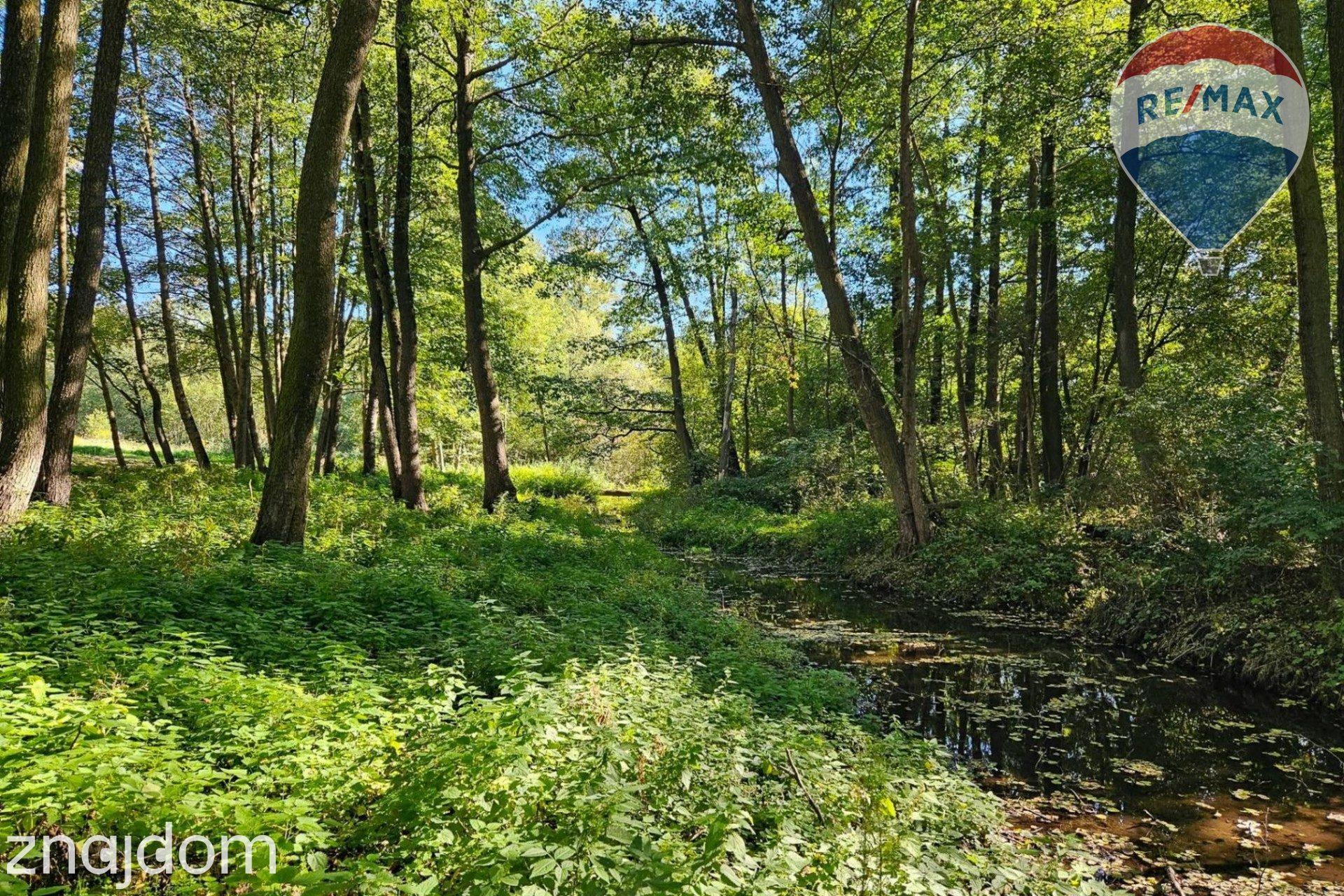 Działka budowlana 2494m2 z lasem nad rzeczką - zdjęcie 8