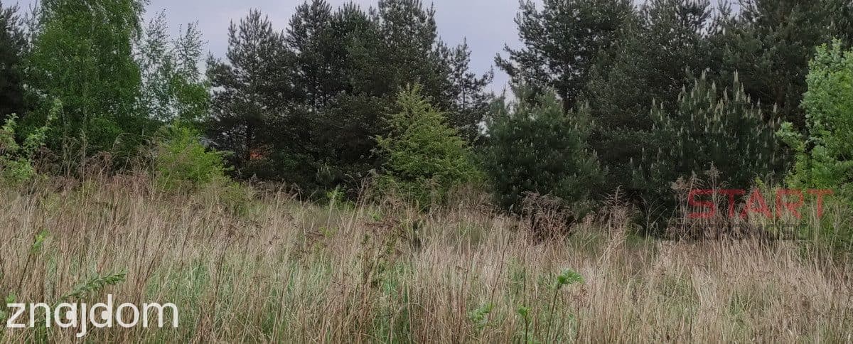 budowlana działka z lasem Łoś gm. Prażmów - zdjęcie 8