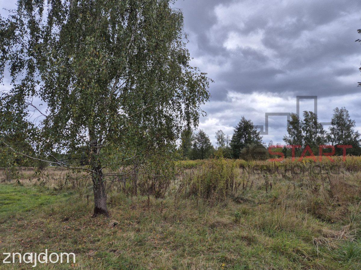 Kozerki 7 800 m² – możliwość podziału na 3 działki - zdjęcie 7