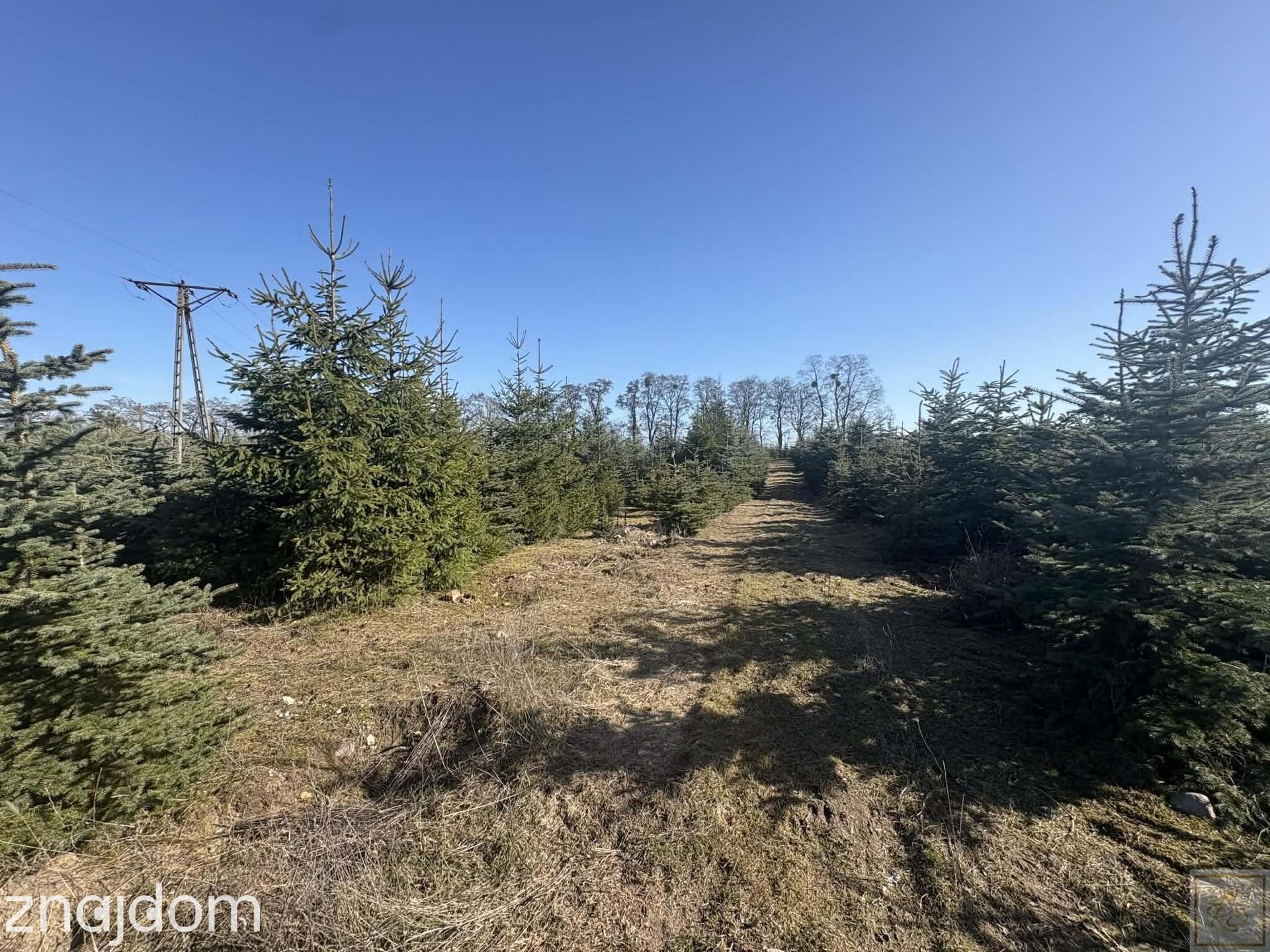 Sielski klimat, Natury 2000 tylko 35 km od Poznania - zdjęcie 6