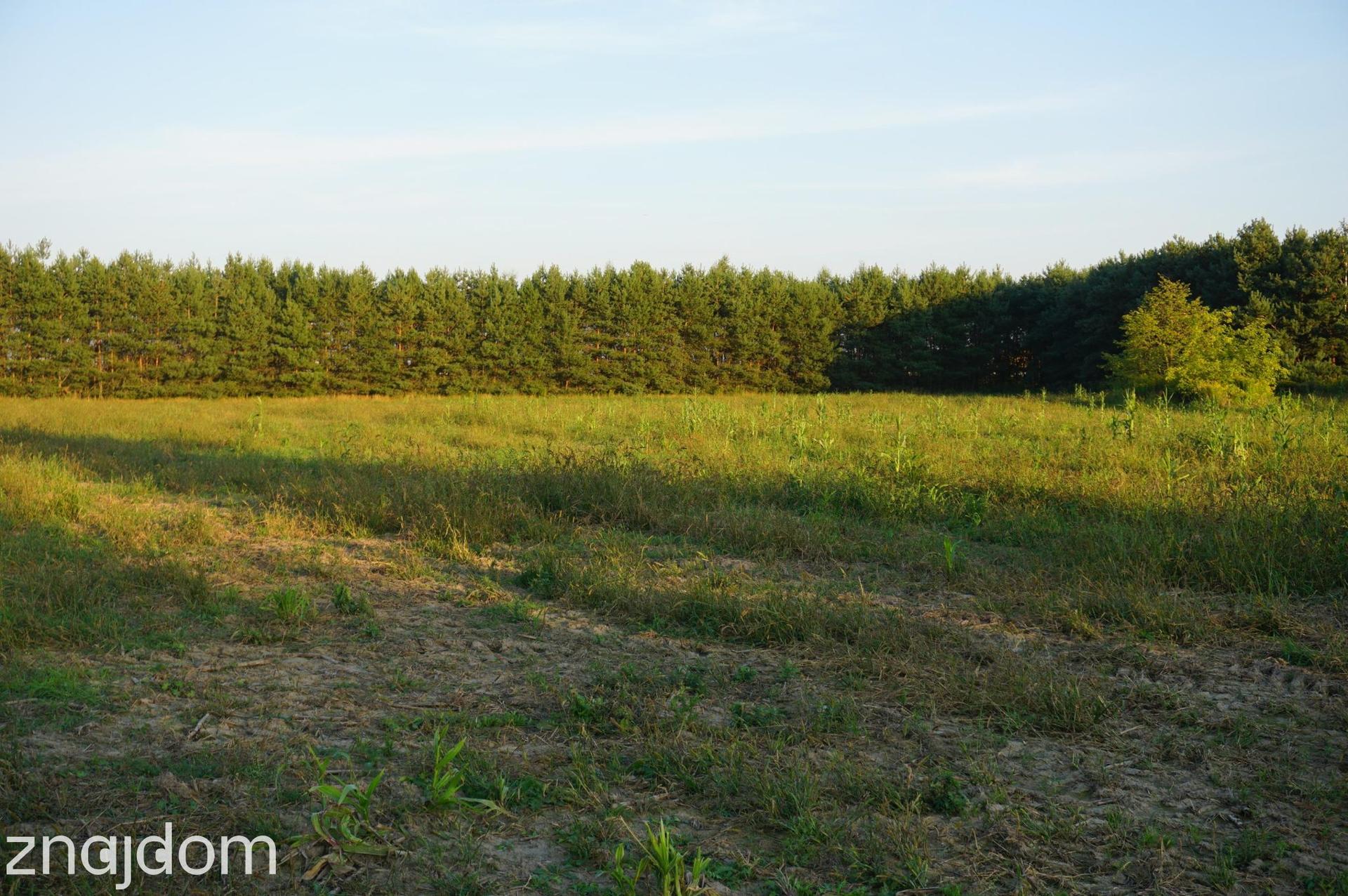 Ramiszów - działka inwestycyjna 15.000 m2 - zdjęcie 2