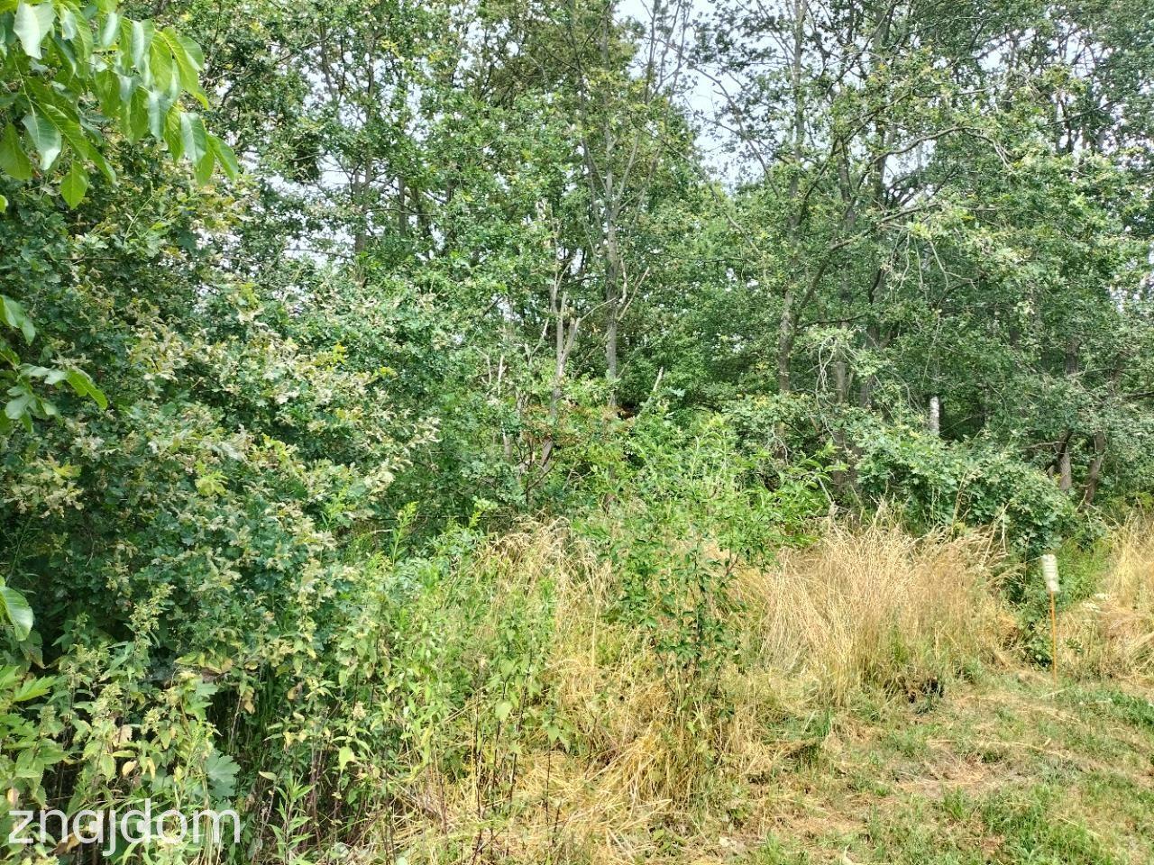 Dz. budowlana, 147 ar, uzbrojona (w drodze), las - zdjęcie 11