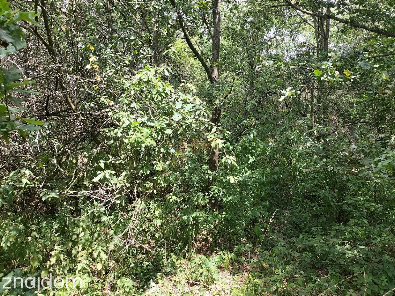 Dz. budowlana, 147 ar, uzbrojona (w drodze), las - zdjęcie 7