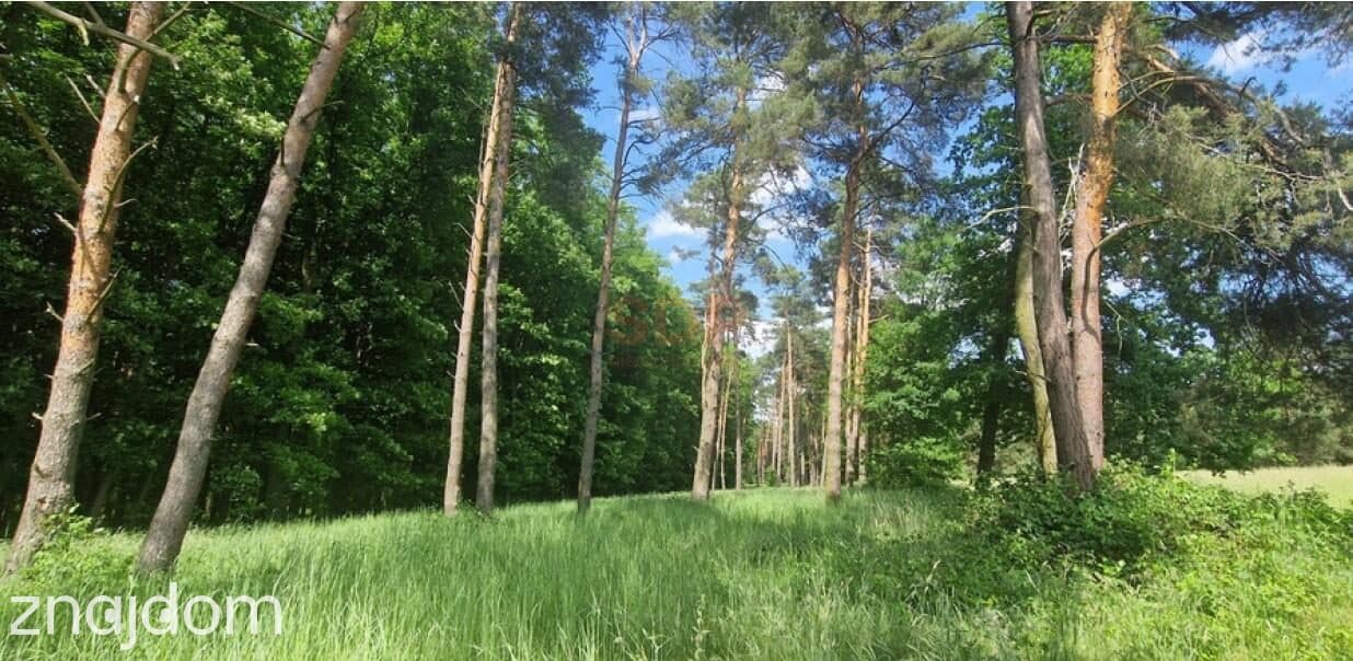 Zębice, gm. Siechnice, 40 085 m2, budowlana MN, przy lesie - zdjęcie 9