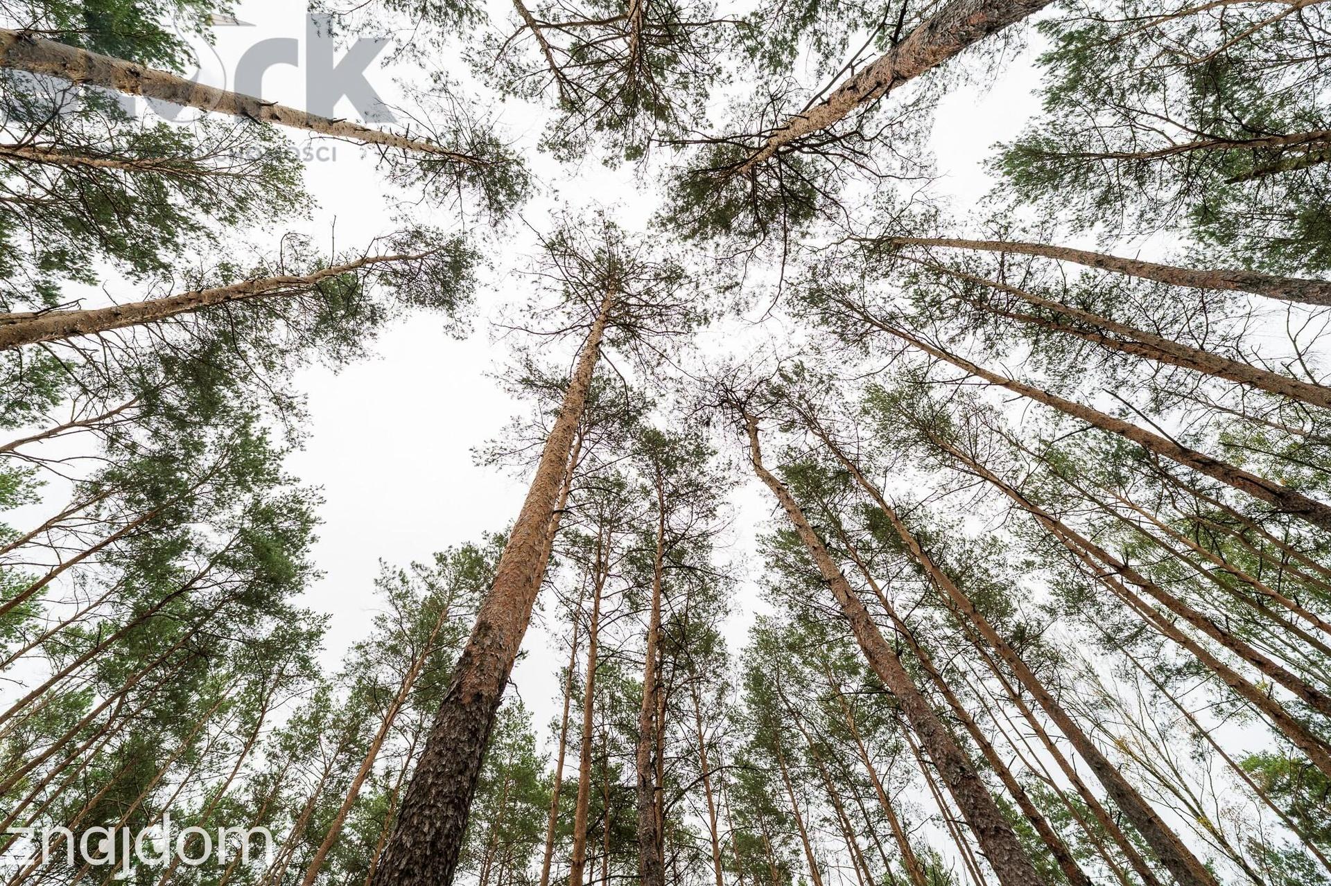 Działka budowlana na Wydmach 2221 m2 - bez prowizji Rezerwacja - zdjęcie 10