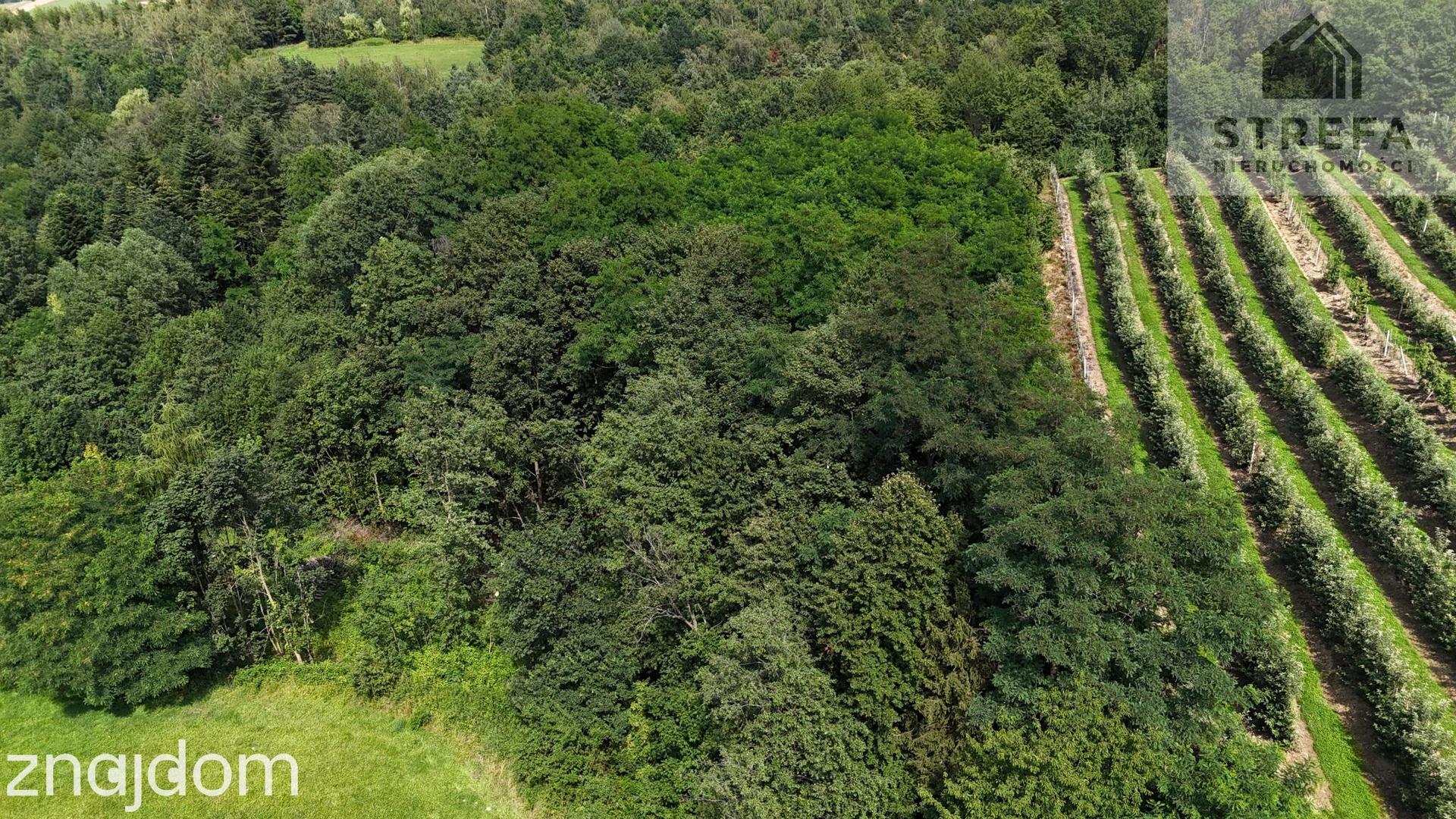 Wyjątkowa działka rolna z możliwością zabudowy zagrodowej, -2,2263 ha, Bilsko gmina Łososina Dolna - zdjęcie 4