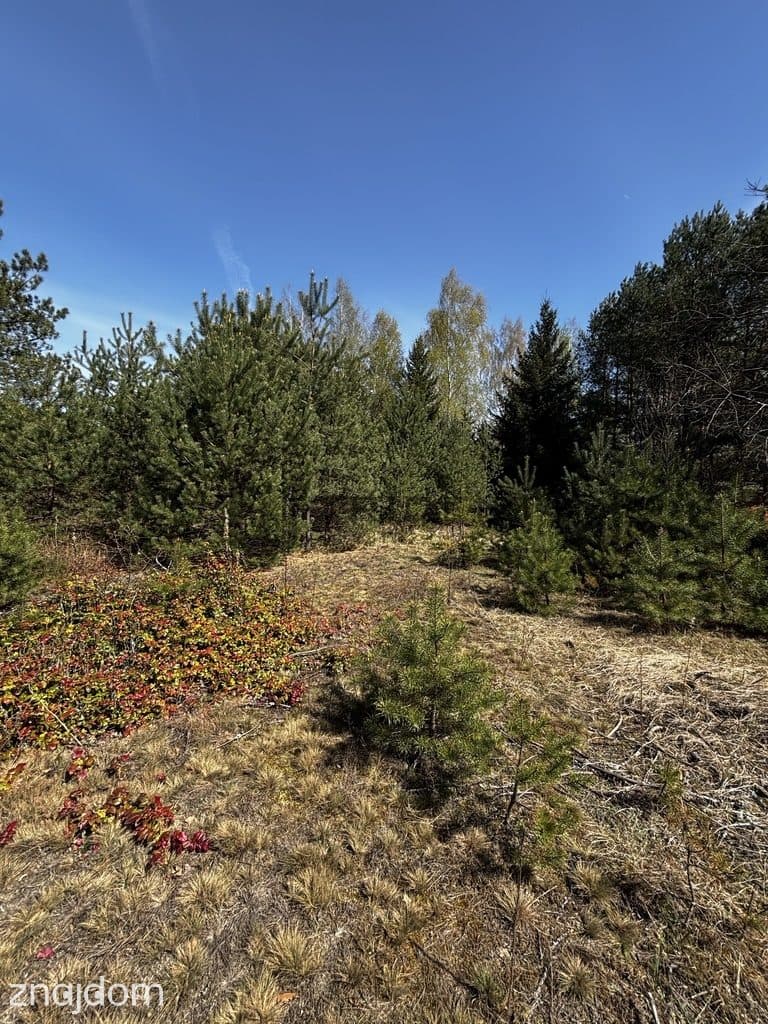 Duża działka letniskowa blisko rzeki Narew - zdjęcie 12