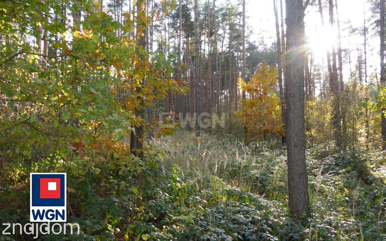 Grunt leśny na sprzedaż Kamienica Polska - Las na sprzedaż w dobrej cenie! - zdjęcie 4