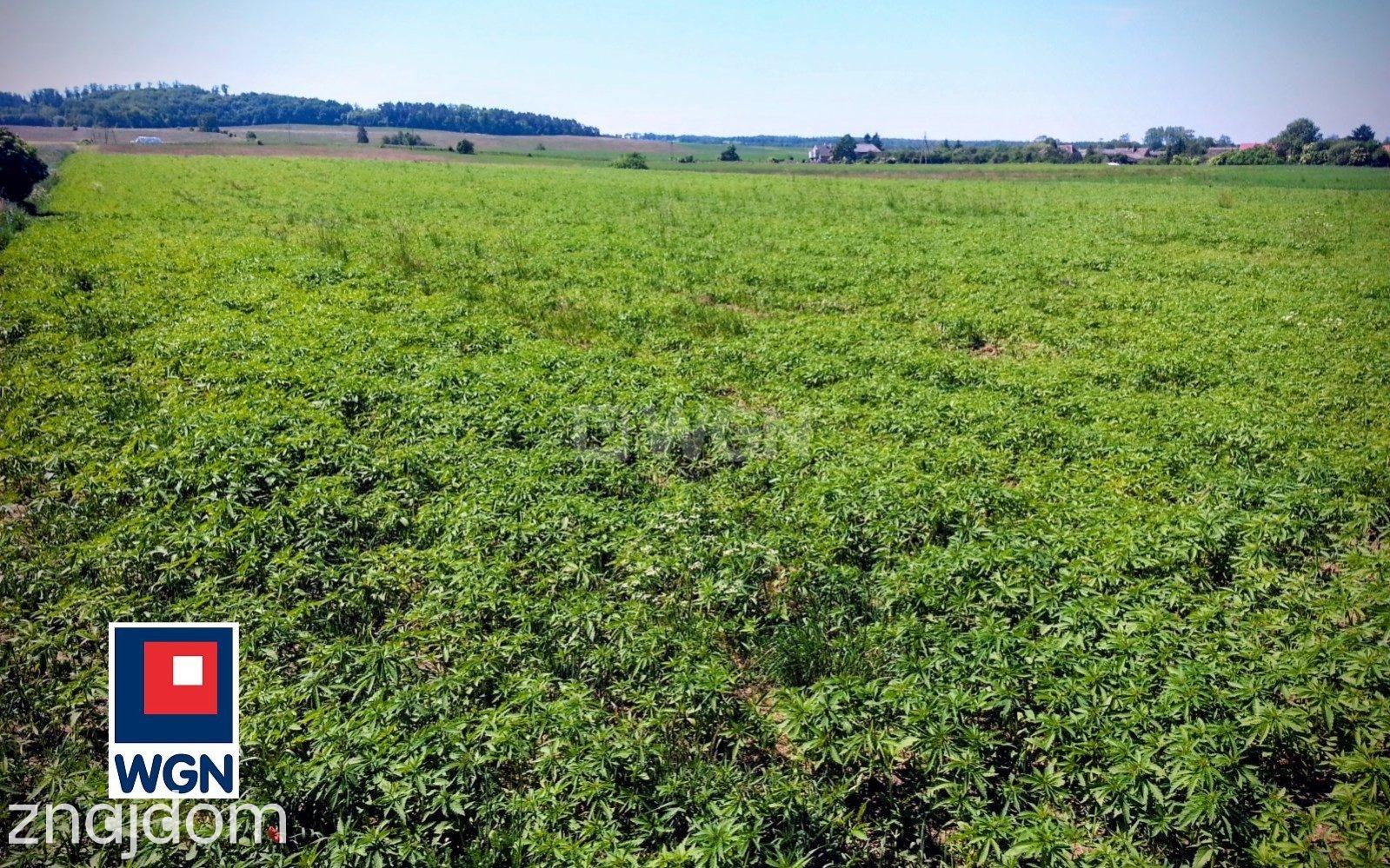 Grunt rolny na sprzedaż Cecenowo - Działka 22 800 m2 - duża, ustawna nieruchomość z możliwością podziału - zdjęcie 2