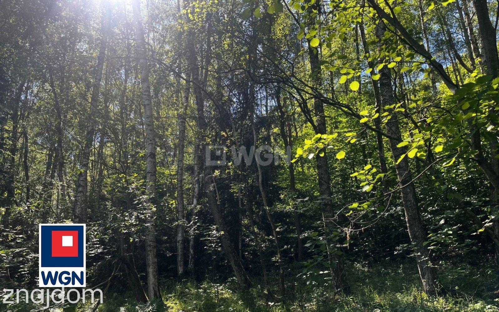 Grunt budowlany jednorodzinny na sprzedaż Chocieszów - Działka budowlana w otoczeniu drzew. - zdjęcie 5