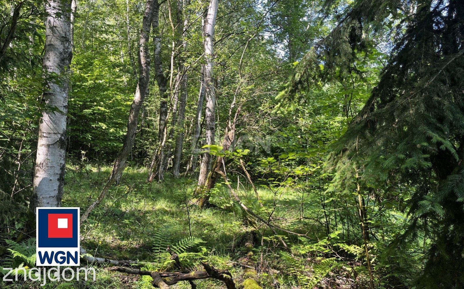 Grunt budowlany jednorodzinny na sprzedaż Chocieszów - Działka budowlana w otoczeniu drzew. - zdjęcie 12
