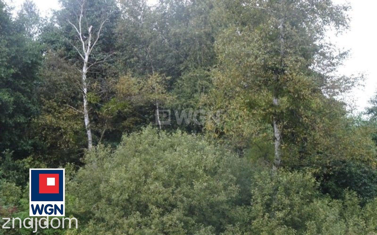 Grunt leśny na  sprzedaż Koszelewki - NOWA, NIŻSZA CENA !! - zdjęcie 9
