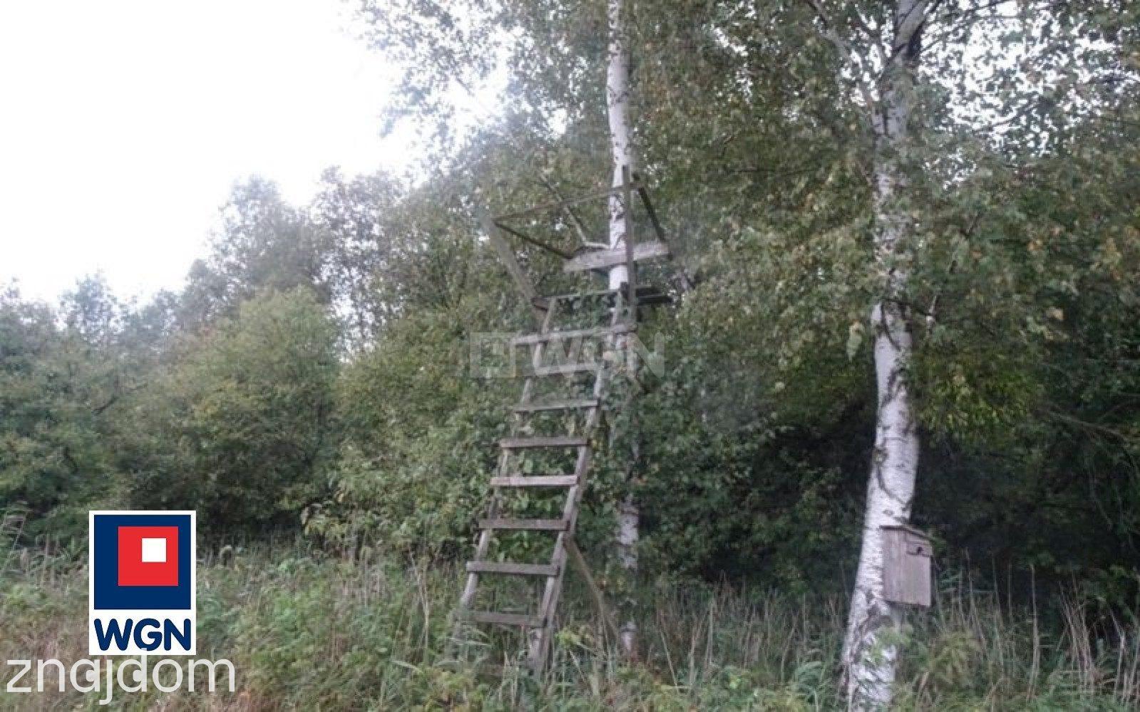 Grunt leśny na  sprzedaż Koszelewki - NOWA, NIŻSZA CENA !! - zdjęcie 15