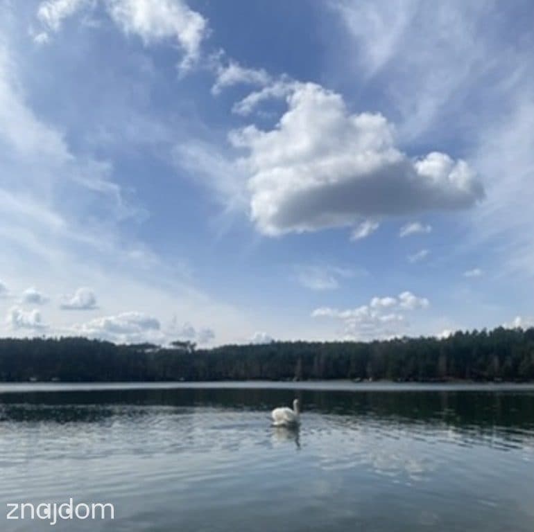 Dom w stanie surowym otwartym przy lesie - zdjęcie 9