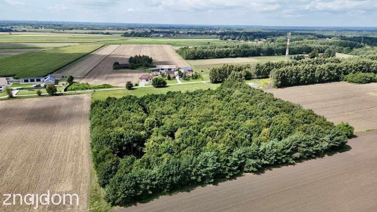 Puszcza Kampinoska! Kompleks 8 działek z WZ - zdjęcie 6