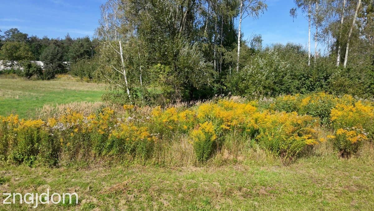 Zawady: działka 2000 m² z WZ, prywatność i natura - zdjęcie 15