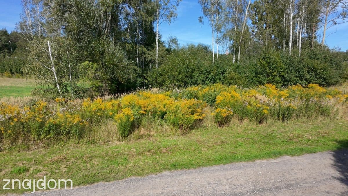 Zawady: działka 2000 m² z WZ, prywatność i natura - zdjęcie 16