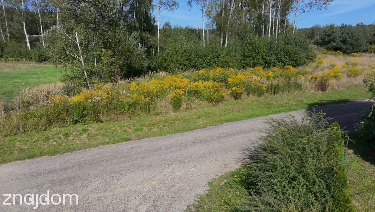Zawady: działka 2800 m² ze stawem i potencjałem - zdjęcie 7