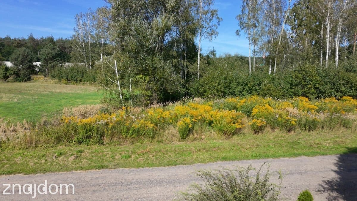 Zawady: działka 2800 m² ze stawem i potencjałem - zdjęcie 9